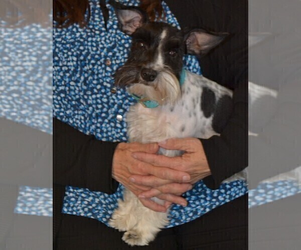Medium Photo #1 Schnauzer (Miniature) Puppy For Sale in BURNET, TX, USA