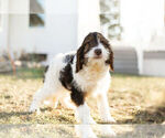 Small Photo #14 Springerdoodle Puppy For Sale in NAPPANEE, IN, USA