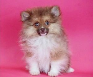 Medium Pomeranian