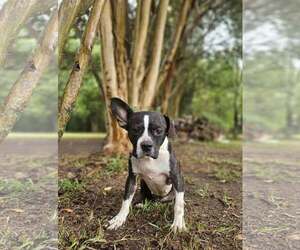 Tess - Female Boston Terrier-Unknown Mix Dog for Adoption - Photo #8