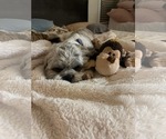 Small #5 Shih Apso