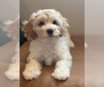 Ghibli - Male Cavapoochon (Miniature) Puppy for Sale - Photo #5