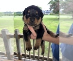 Small Photo #8 Rottweiler Puppy For Sale in SYLVANIA, AL, USA