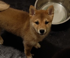 Shiba Inu Puppy for sale in LOS ANGELES, CA, USA