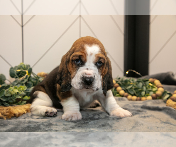 Medium Photo #24 Basset Hound Puppy For Sale in FRESNO, OH, USA