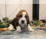 Small Photo #24 Basset Hound Puppy For Sale in FRESNO, OH, USA