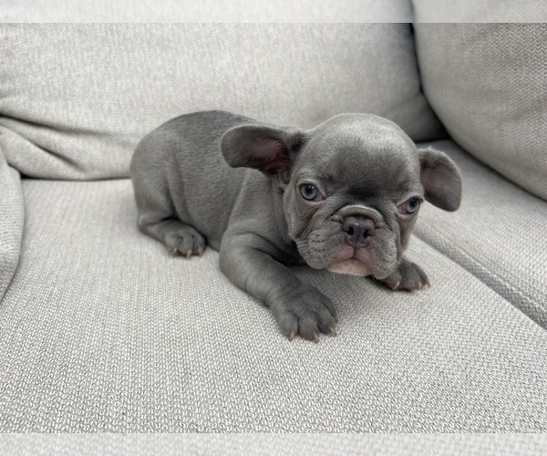 Medium Photo #6 French Bulldog Puppy For Sale in BROOKLYN, NY, USA