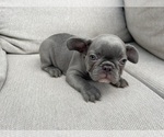 Small #5 French Bulldog