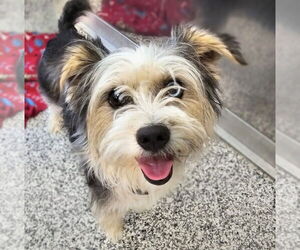 Mutt Dogs for adoption in Maryville, TN, USA