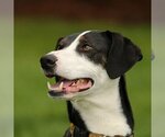 Small #3 Border Collie-Whippet Mix