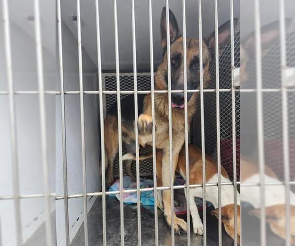 Medium Photo #1 German Shepherd Dog Puppy For Sale in Bakersfield, CA, USA