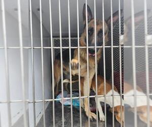 German Shepherd Dog Dogs for adoption in Bakersfield, CA, USA