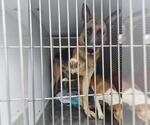 Small German Shepherd Dog