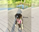 Small #3 Mastiff Mix
