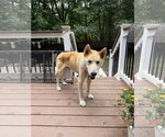Small #1 German Shepherd Dog