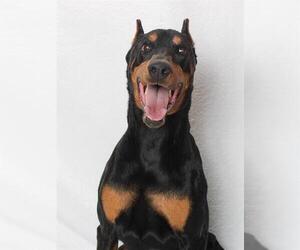 Doberman Pinscher Dogs for adoption in Burbank, CA, USA