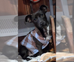 Chiweenie Dogs for adoption in Cranston, RI, USA
