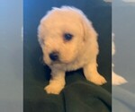 Small Photo #4 Bichon Frise Puppy For Sale in BAXTER, MN, USA