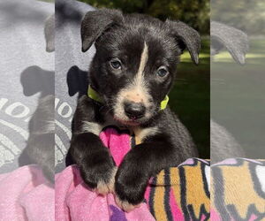 Medium American Pit Bull Terrier-Labrador Retriever Mix