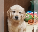 Small Photo #1 Golden Retriever Puppy For Sale in GRAND RAPIDS, MI, USA