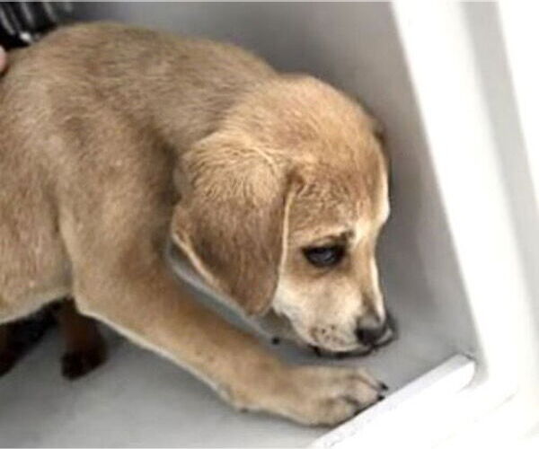 Medium Photo #2 Labrador Retriever-Unknown Mix Puppy For Sale in Houston, TX, USA