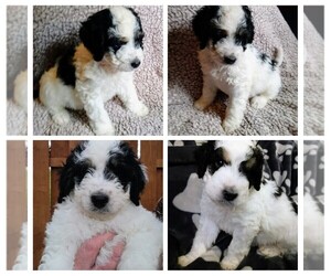 Bernedoodle Puppy for sale in EAST CANTON, OH, USA