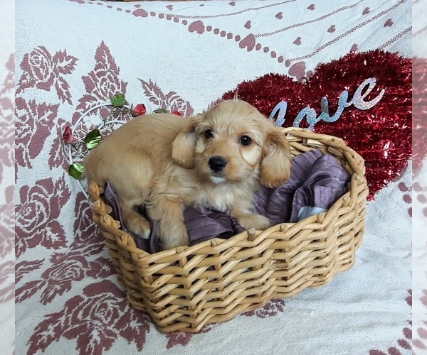 Medium Photo #1 Cavapoo Puppy For Sale in LE MARS, IA, USA