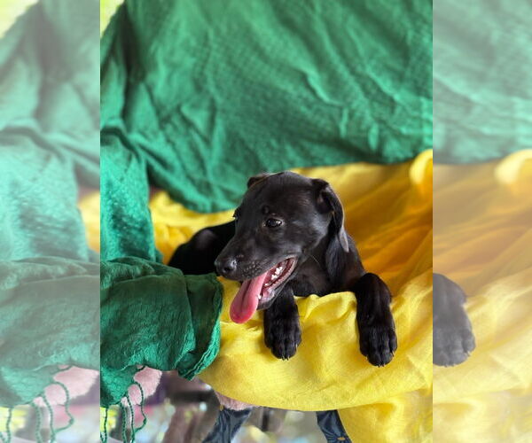 Medium Photo #4 Labrador Retriever-Unknown Mix Puppy For Sale in Sanford, FL, USA