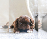 Small #1 Shih Tzu