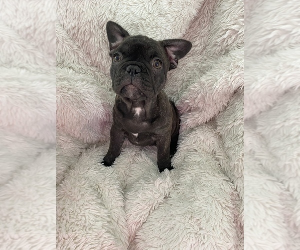 Medium Photo #2 French Bulldog Puppy For Sale in SIOUX FALLS, SD, USA