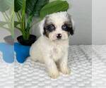 Small Photo #5 Cavapoo Puppy For Sale in FRANKLIN, IN, USA