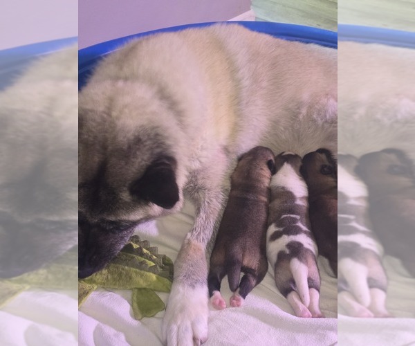 Medium Photo #9 Akita Puppy For Sale in HUTCHINSON, MN, USA