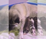 Small #8 Akita