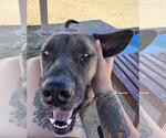 Small #2 Chocolate Labrador retriever-Mastiff Mix