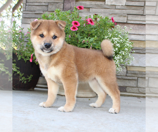 Medium Photo #1 Shiba Inu Puppy For Sale in CANTON, SD, USA