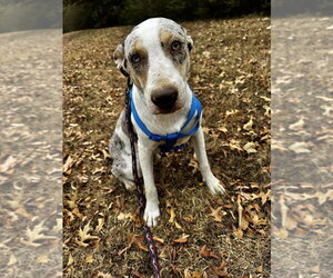 Mutt Dogs for adoption in Boston, MA, USA