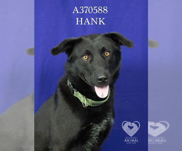 Medium Photo #2 Shepradors Puppy For Sale in Stockton, CA, USA