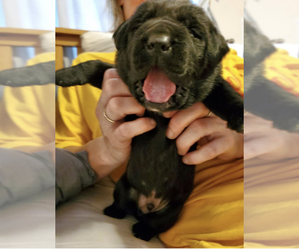 Medium Photo #1 Labrador Retriever Puppy For Sale in JUNCTION CITY, OR, USA