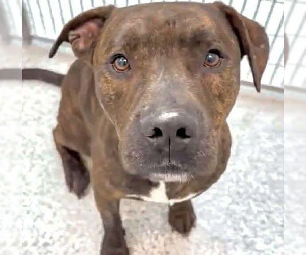 Medium Photo #3 American Pit Bull Terrier Puppy For Sale in Houston, TX, USA