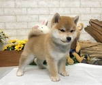 Small Photo #11 Shiba Inu Puppy For Sale in MANHATTAN, NY, USA