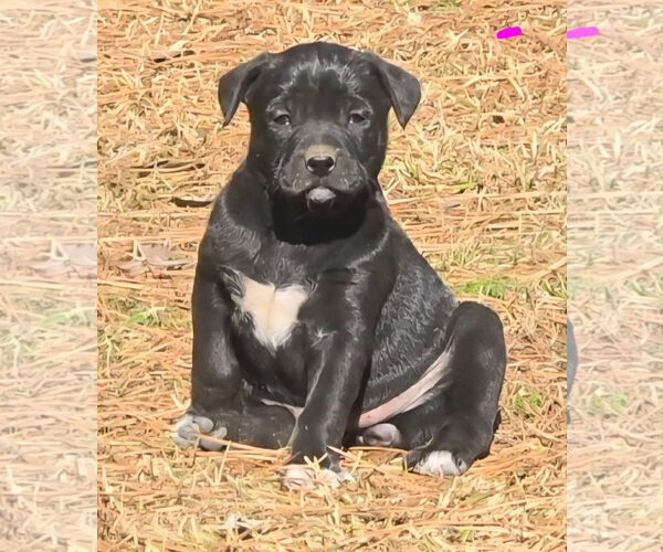 Medium Photo #1 Labrador Retriever-Unknown Mix Puppy For Sale in Alexander, AR, USA