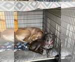 Small #11 Great Dane Mix