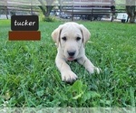 Small Photo #5 Labrador Retriever Puppy For Sale in EAGLE POINT, OR, USA