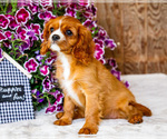 Small #2 Cavalier King Charles Spaniel