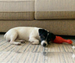 Small #1 Jack Russell Terrier