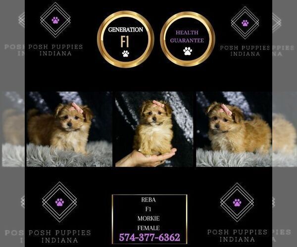 Medium Photo #10 Morkie Puppy For Sale in WARSAW, IN, USA