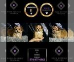 Small #9 Morkie