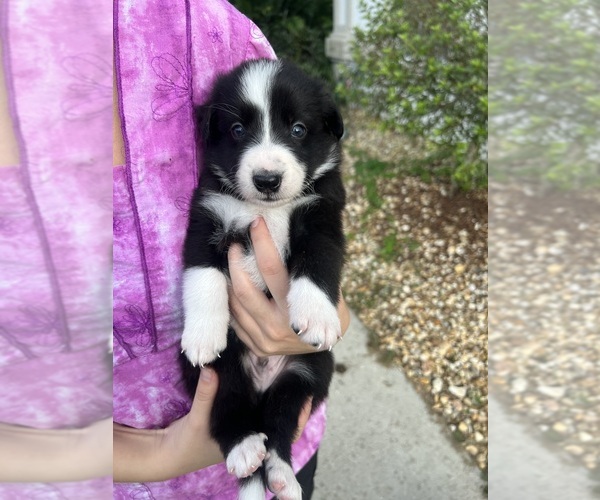 Medium Photo #3 Border Collie Puppy For Sale in WILDWOOD, FL, USA
