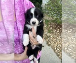Small Photo #3 Border Collie Puppy For Sale in WILDWOOD, FL, USA