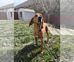 Mutt Dogs for adoption in Sandy, UT, USA